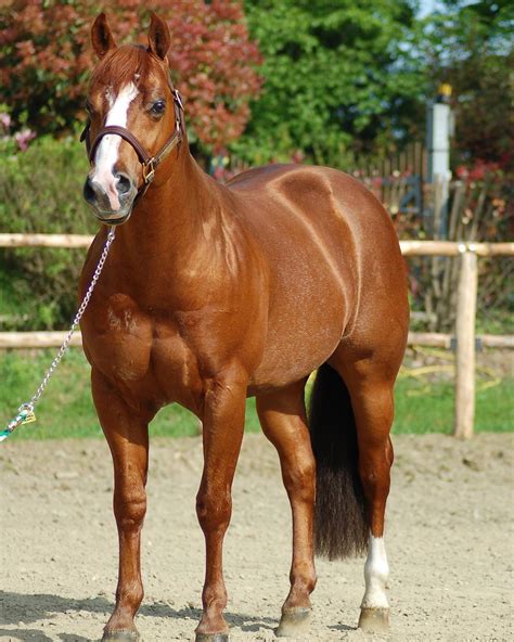 Chic Magnetic 2001 • Sorrel Reining Quarter Horse Stallion At Stud
