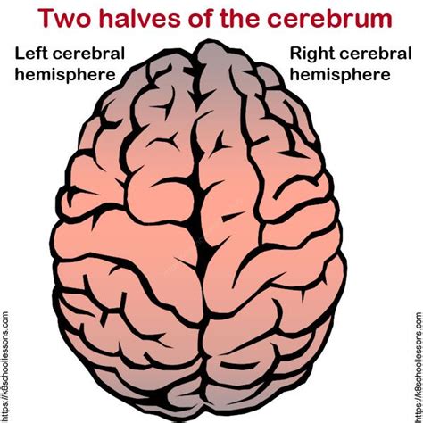 Human Brain Human Brain Facts Brain Facts Human Brain