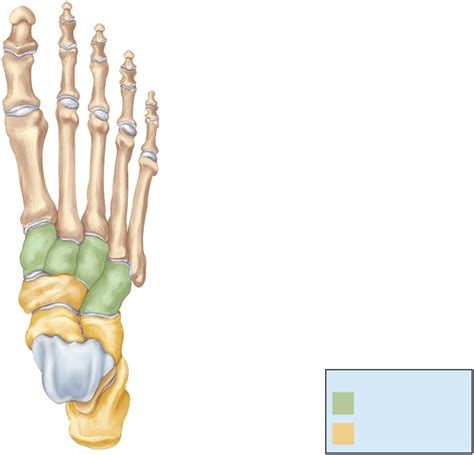 Ankletarsal Bones Diagram Quizlet