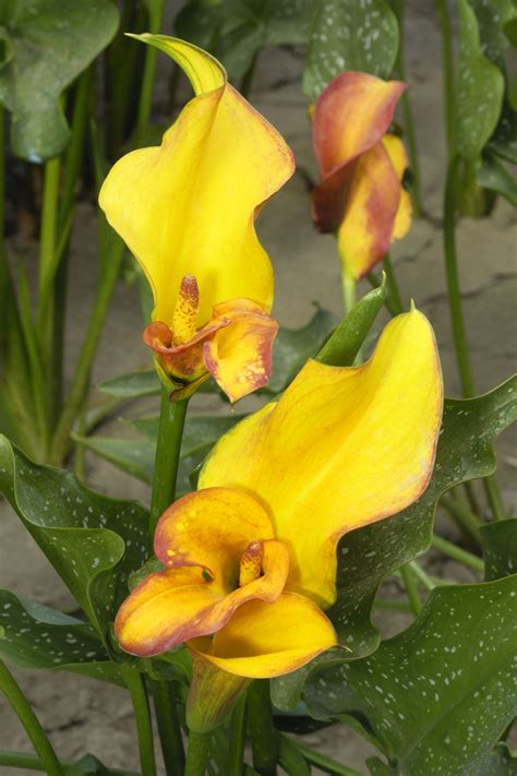 What You Must Know About Potted Calla Lily Care Gardenerdy