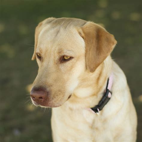 Cute Dogs Golden Labrador Retrievers