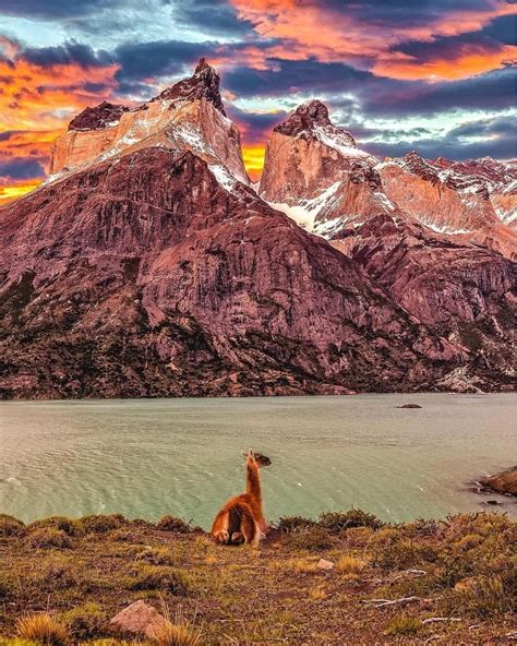 Chile 🇨🇱 On Instagram “🇨🇱⁣ La Fauna Del Parque Nacional Torres Del