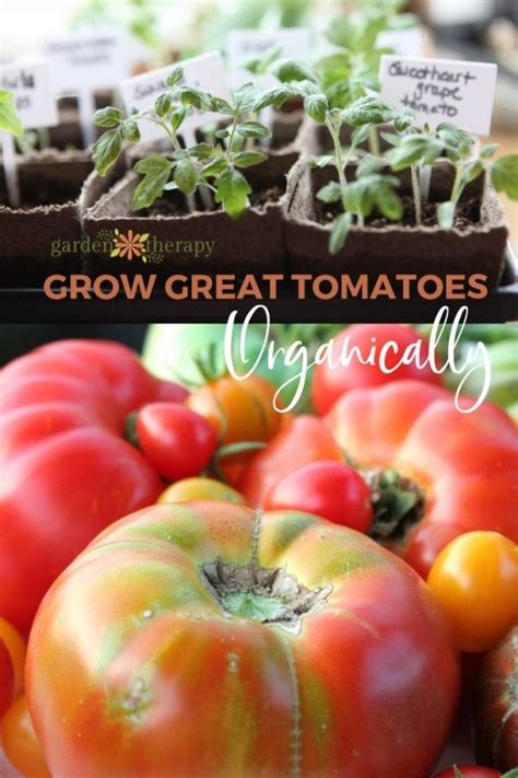 How To Grow Tomatoes Top Tomato Growing Tips From An Expert Garden