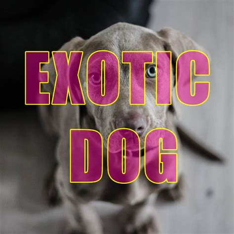 103 Exotic Female Dog Names Ideas