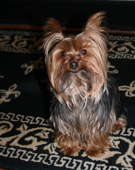 Miniature Yorkshire Terrier Time For A Yorkie Haircut