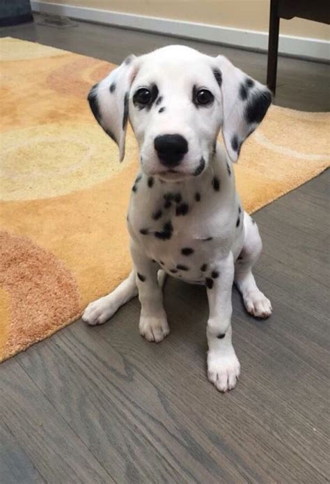 Find dalmatian puppies for sale with pictures from reputable dalmatian breeders. Dalmatian | Cute baby animals, Dalmatian puppy, Cute dogs