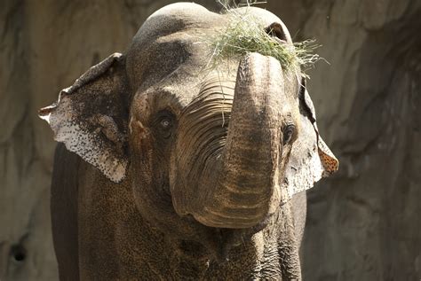 Tusko Oregon Zoo