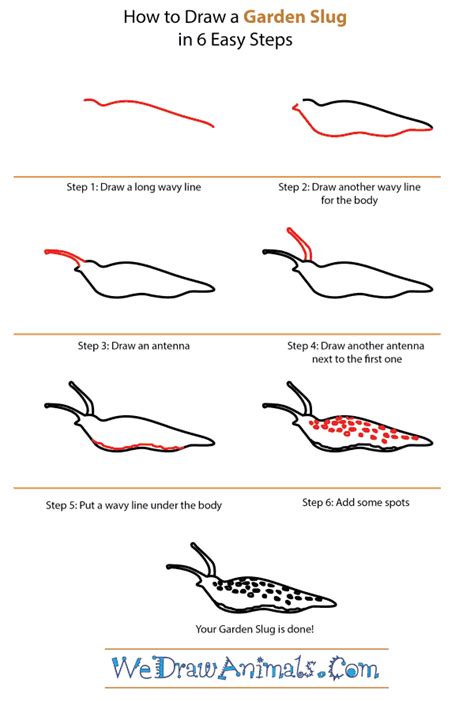 How To Draw A Garden Slug