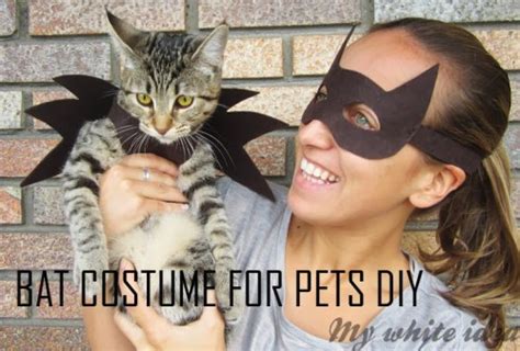 5 Easy And Cute Diy Cat Halloween Costumes Styleoholic