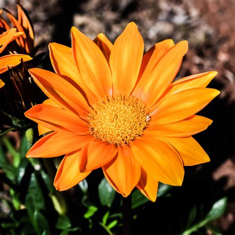 Top 10 Gazania Flower Photos Amo Images