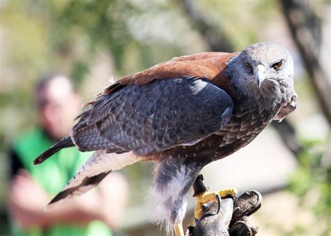 Fotos Gratis Naturaleza Pájaro Pico Fauna Silvestre águila