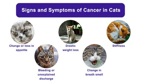 Symptoms from lymphoma affecting the brain. Cancer in Cats - Everything You Need To Know - Agora Pets