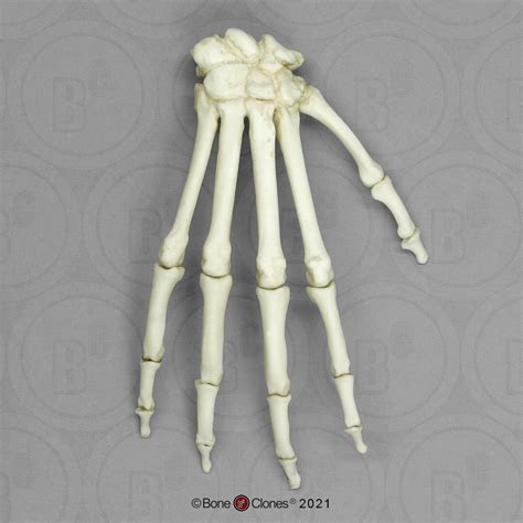 Mandrill Baboon Hand Articulated Rigid Bone Clones Inc