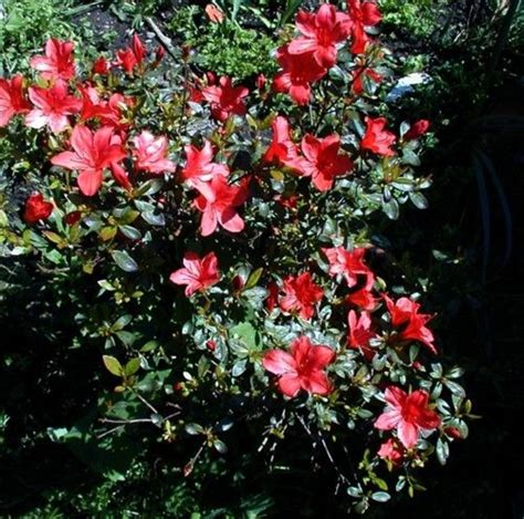 This list of 16 flowering shrubs for shade includes both evergreen and deciduous types. Flowering Shrubs for Shade | HubPages