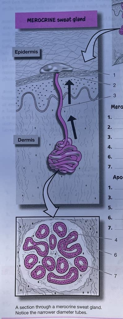 Human Anatomy Lab Integumentary System Merocrine Sweat Gland Diagram