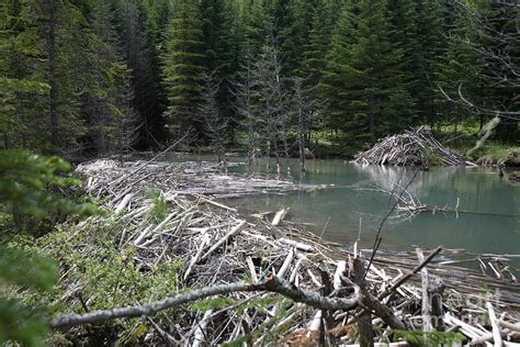 Beaver Dam And Lodge Photograph By Ted Kinsman Pixels