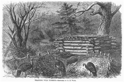 Trapping Wild Turkeys 1868 Photograph By Granger Pixels