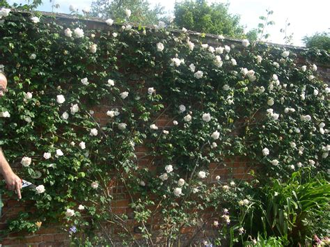 Madame Alfred Carrière Climbing Rose Shade Tolerant Low Thorns For North Side Of Fence