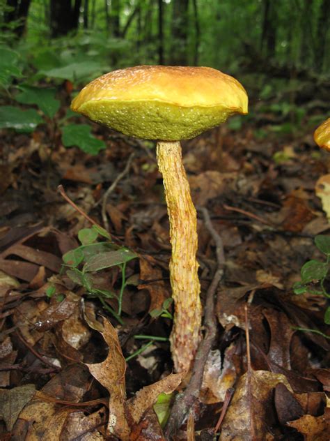 Georgia Mushrooms Mushroom Hunting And Identification Shroomery