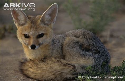 Cape Fox Alchetron The Free Social Encyclopedia