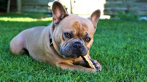 Destructive chewing is one of the most common behavior problems in dogs and puppies. Why Do Dogs Chew in The Yard?