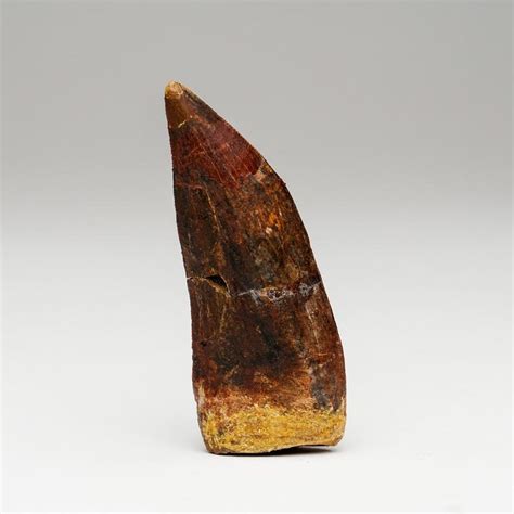Carcharodontosaurus Tooth From Tegana Formation Morocco For Sale At 1stdibs