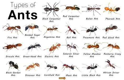 Types Of Ants Scarafaggi E Blatte