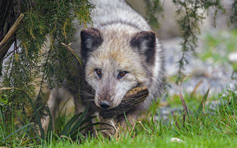 Download Wallpaper 3840x2400 Arctic Fox Fox Animal Glance Furry 4k