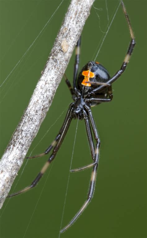 Immature Black Widow Latrodectus Variolus 7185 Ventral V Eric