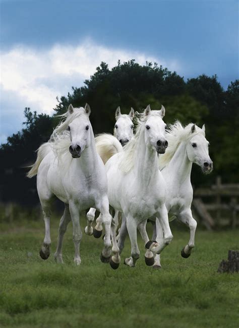 Shining White Horses Elegante Fototapete Photowall
