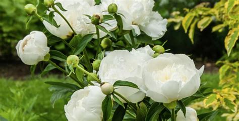 White Peony Paeonia Lactiflora True Health Gaia Arise Farmacy