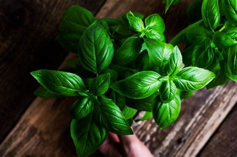 How To Tell The Difference Between Basil And Mint Hunker