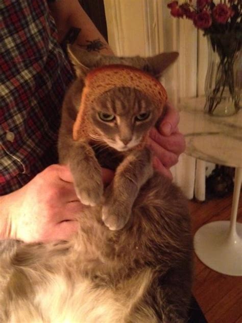 Image 243067 Cat Breading Know Your Meme