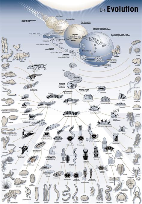 The Evolution Of Life The Sciences Evolution Science Biology