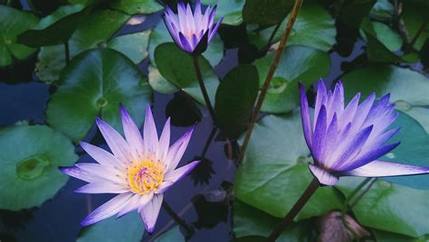Overhead Shot Of Violet Water Lilies On The Surface Of Water Violet