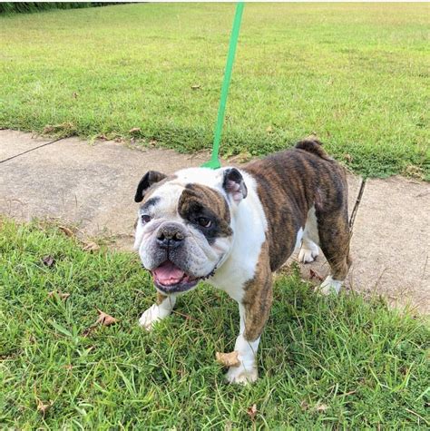 Visit our website for everything you need to know about adopting from gebr! Josie | Georgia English Bulldog Rescue
