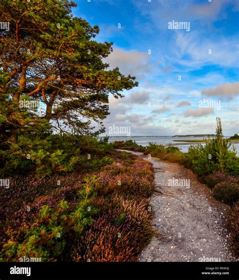 A Pathway Through Arne Nature Reserve In Dorset Stock Photo Alamy