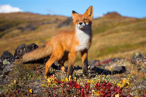 Fox Animals Wildlife Wallpapers Hd Desktop And Mobile