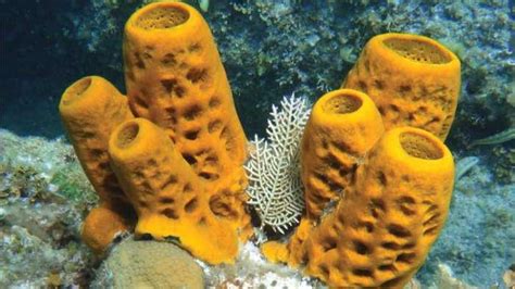 Pengertian Porifera Struktur Klasifikasi Peranan Dan Contohnya