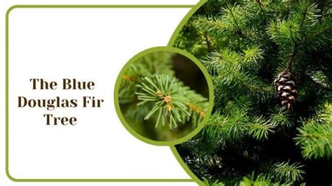 9 Trees With Blue Leaves The Best Picks For You And What They Need