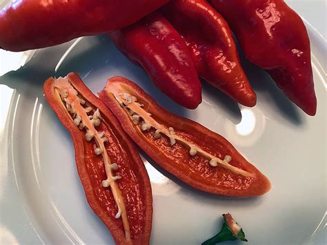 Aji Rojo Pepper Review Pepper Diaries