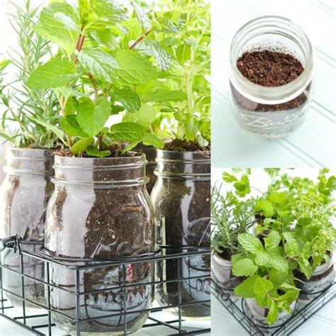 Diy Mason Jar Herb Garden Ideas The Whoot