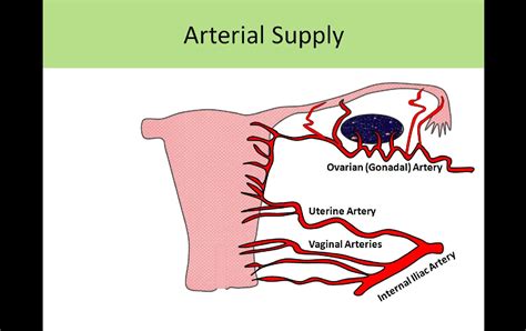 Pin On Ultrasound Uterine Anatomy