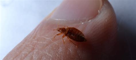 Bed Bugs What To Look Like The Human Eye