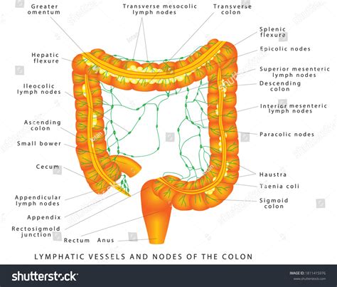 Lymphatic Vessels Lymphatic Vessels Nodes Colon Stock Vector Royalty
