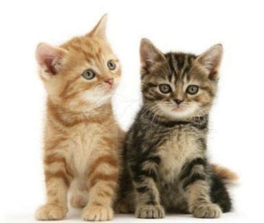 The kittens community on reddit. free kittens in Melbourne Region, VIC | Cats & Kittens ...