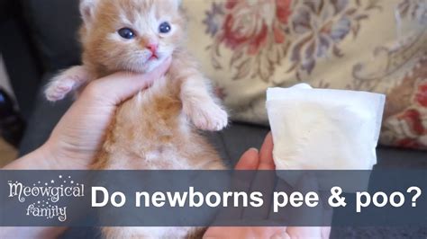 So How Newborn Kittens Pee And Poo Youtube