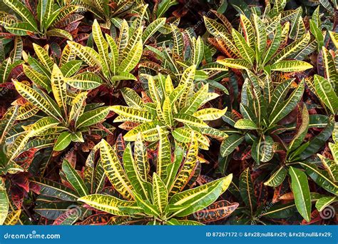 The Beautiful Texture And Colorful Plant Name Croton Stock Photo