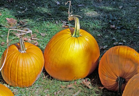 Pumpkins In The Grass Free Stock Photo Public Domain Pictures