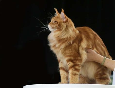The Ultimate Guide On Maine Coon Cats Purrpetrators